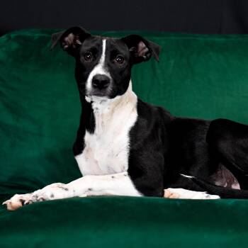 Vanessa -  Mixed Breed Dog for Adoption in Defuniak Springs, Florida - Vanessa | PetCurious