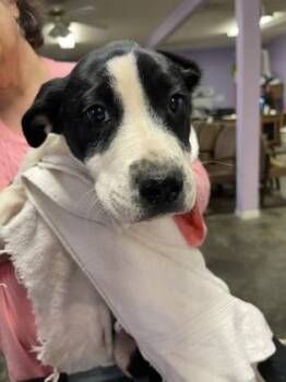 Mixed Breed Dogs Available for Adoption in West Chester, Pennsylvania - Elsie | PetCurious