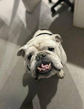 English Bulldog Dogs Available for Adoption - Chungus | PetCurious