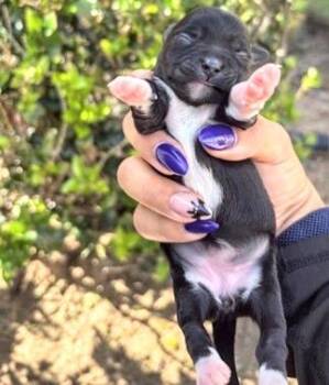 A658156 -  Rat Terrier and Yorkshire Terrier Dog for Adoption in Houston, Texas - A658156 | PetCurious
