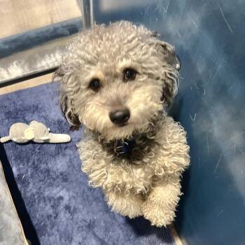 Diego -  Miniature Poodle Dog for Adoption in Glenwood Springs, Colorado - Diego | PetCurious