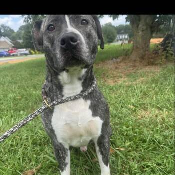 Labrador Retriever and Pit Bull Terrier Dogs Available for Adoption in Cumming, Georgia - Tiger | PetCurious