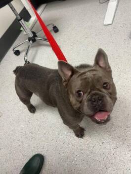 Popcorn -  French Bulldog Dog for Adoption in Oakland, California - Popcorn | PetCurious
