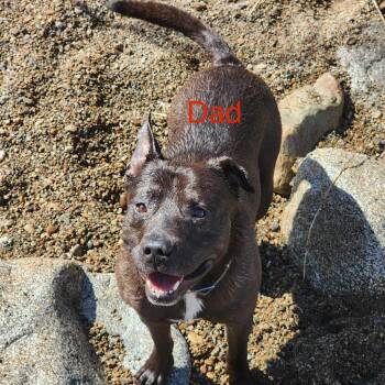Mixed Breed Dogs Available for Adoption in Spokane, Washington - Spark | PetCurious
