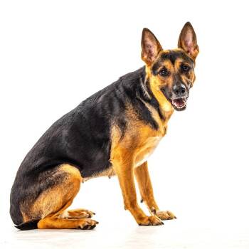 Gypsy -  German Shepherd Dog and Pit Bull Terrier Dog for Adoption in Reno, Nevada - Gypsy | PetCurious