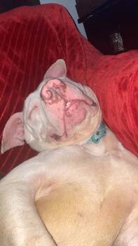Casper -  Pit Bull Terrier Dog for Adoption in West Peoria, Illinois - Casper | PetCurious