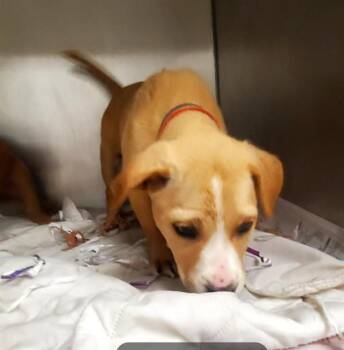 SASHA -  Pit Bull Terrier and Mixed Breed Dog for Adoption in St. Louis, Missouri - SASHA | PetCurious