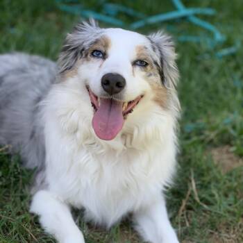 Stella Freckles -  Australian Shepherd Dog for Adoption in Houston, Texas - Stella Freckles | PetCurious