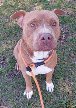 American Staffordshire Terrier Dogs Available for Adoption in Fort Lauderdale, Florida - BISCOFF | PetCurious