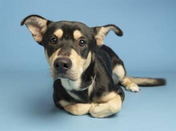 LOAF -  Doberman Pinscher and Mixed Breed Dog for Adoption in Phoenix, Arizona - LOAF | PetCurious