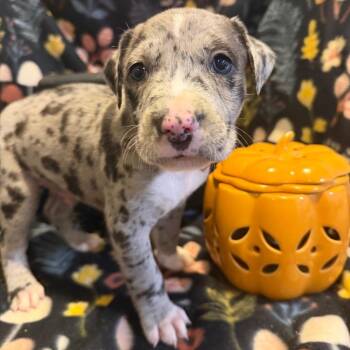 Lestat -  Mixed Breed Dog for Adoption in Fredericksburg, Virginia - Lestat | PetCurious