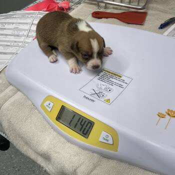 Jack Russell Terrier and Mixed Breed Dogs Available for Adoption - Penny Pup 2 | PetCurious