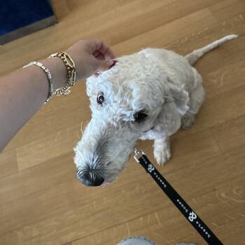 Dolly -  Poodle Dog for Adoption in New York, New York - Dolly | PetCurious