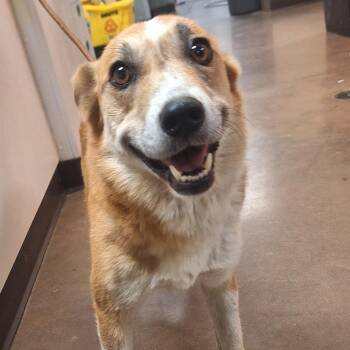 Betty -  Cardigan Welsh Corgi and Mixed Breed Dog for Adoption in Flagstaff, Arizona - Betty | PetCurious