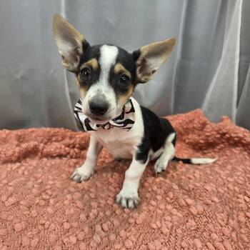 Chihuahua and Rat Terrier Dogs Available for Adoption in Foley, Alabama - Jager | PetCurious