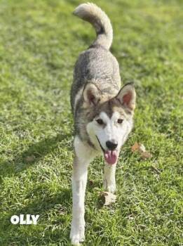 Rescue Husky Dogs for Adoption in Sandy Hook, Manitoba - Olly | PetCurious