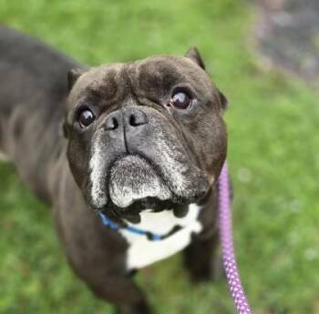 American Bully Dogs Available for Adoption in Philadelphia, Pennsylvania - Ace | PetCurious