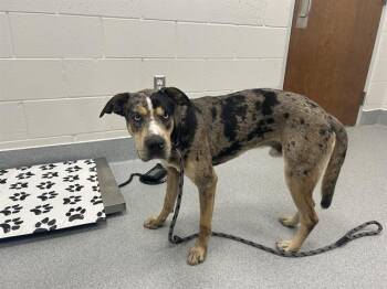 A386697 -  Mastiff and Mixed Breed Dog for Adoption in Ocala, Florida - A386697 | PetCurious