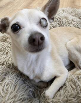 Weewee -  Chihuahua Dog for Adoption in Magnolia, Texas - Weewee | PetCurious
