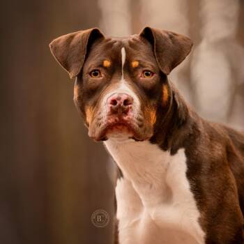 Waylon -  American Staffordshire Terrier and Pit Bull Terrier Dog for Adoption in Murphysboro, Illinois - Waylon | PetCurious