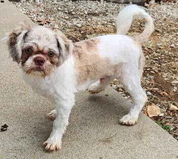 Rescue Shih Tzu Dogs for Adoption in Peyton, Colorado - Sawyer | PetCurious