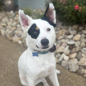 Quinn -  Border Collie and Mixed Breed Dog for Adoption in Chesapeake, Virginia - Quinn | PetCurious