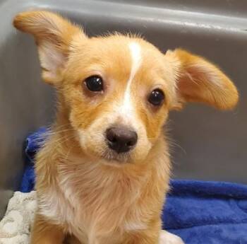 Fizzwobble -  Mixed Breed Dog for Adoption in Kansas City, Missouri - Fizzwobble | PetCurious