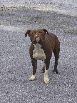 Ic-18c -  Pit Bull Terrier Dog for Adoption in Lawrenceville, Georgia - Ic-18c | PetCurious