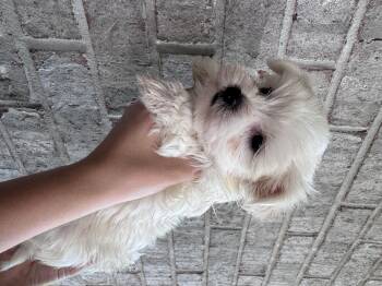 Bacon -  Maltese and Yorkshire Terrier Dog for Adoption in Forney, Texas - Bacon | PetCurious