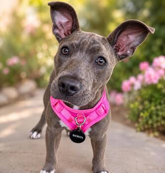 Bichota -  Pit Bull Terrier Dog for Adoption in Coachella, California - Bichota | PetCurious
