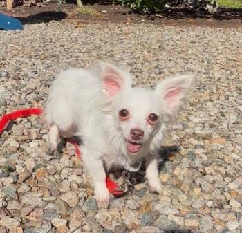 Gemma -  Chihuahua and Papillon Dog for Adoption in Saugus, Massachusetts - Gemma | PetCurious