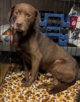 Benjamin Franklin (Photos June 1st 2026) -  Chocolate Labrador Retriever Dog Available for Adoption in Marietta, Ohio - Benjamin Franklin (Photos June 1st 2026) | PetCurious