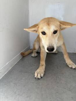 Kanga -  Shepherd Dog for Adoption in Victorville, California - Kanga | PetCurious