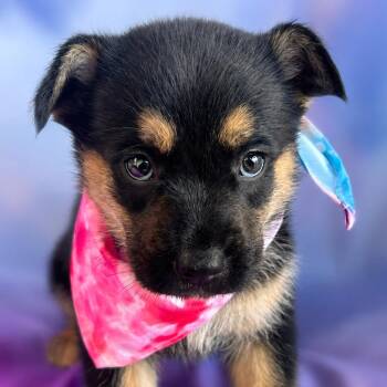 Alberta -  Australian Kelpie and Shepherd Dog for Adoption in Boerne, Texas - Alberta | PetCurious