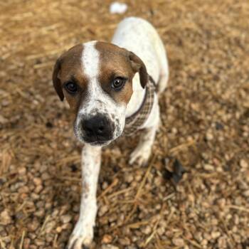 Mixed Breed Dogs Available for Adoption - Espresso | PetCurious