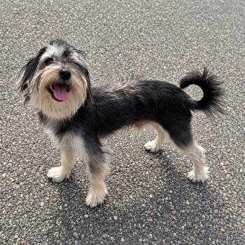 Rocky -  Yorkshire Terrier and Mixed Breed Dog for Adoption in Pelham, New Hampshire - Rocky | PetCurious