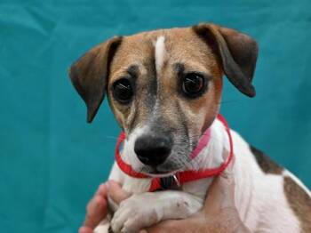 Chippy -  Chihuahua and Jack Russell Terrier Dog for Adoption in Portland, Oregon - Chippy | PetCurious