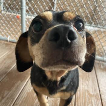 Kale -  Mixed Breed Dog for Adoption in Freeport, Florida - Kale | PetCurious