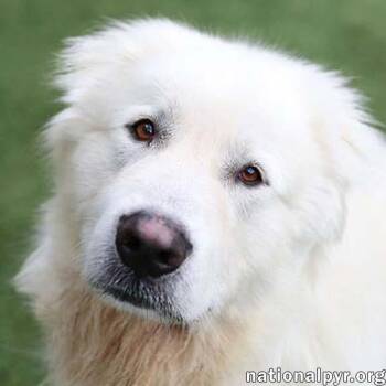 Rescue Great Pyrenees Dogs for Adoption in Beacon, New York - Atticus In TN - Gives Nose Bumps For Pets! | PetCurious