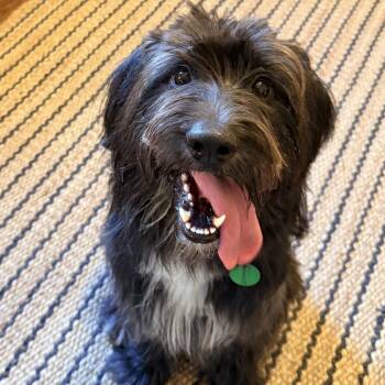 Blu Bear (Benefactor Dog) -  Miniature Schnauzer and Miniature Poodle Dog for Adoption in Abbotsford, British Columbia - Blu Bear (Benefactor Dog) | PetCurious