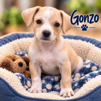 Gonzo -  Dachshund Dog for Adoption in Momence, Illinois - Gonzo | PetCurious