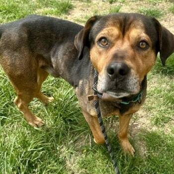 Sully -  Shepherd Dog for Adoption in Knoxville, Tennessee - Sully | PetCurious