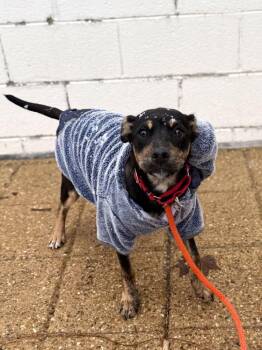 Mixed Breed Dogs Available for Adoption - Dawn | PetCurious