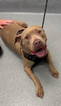 BUTTERS -  Pit Bull Terrier Dog for Adoption in Indianapolis, Indiana - BUTTERS | PetCurious