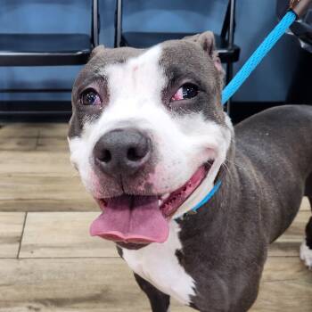 Rescue Pit Bull Terrier Dogs for Adoption in Newark, New Jersey - Cosmic | PetCurious