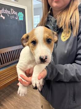 Hound and German Shepherd Dog Dogs Available for Adoption - Chubbs | PetCurious