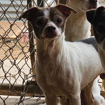 Rescue Chihuahua Dogs for Adoption in Midland, Texas - Nigel | PetCurious
