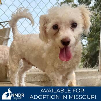 Lexi- Missouri (S26-48) -  Maltese Dog for Adoption in Peyton, Colorado - Lexi- Missouri (S26-48) | PetCurious