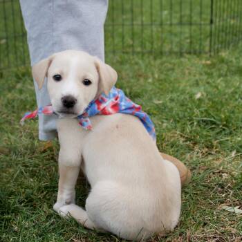 Rescue Mixed Breed Dogs for Adoption in Hopkinton, Massachusetts - Jess | PetCurious