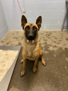 *LUMI -  Belgian Shepherd Malinois Dog for Adoption in Woodland, California - *LUMI | PetCurious